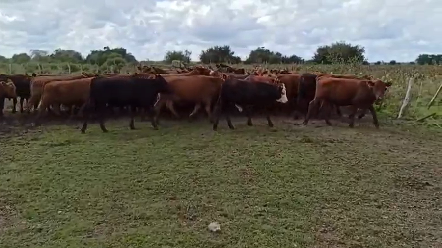 Lote 80 Novillitos en Urdinarrain, Entre Ríos