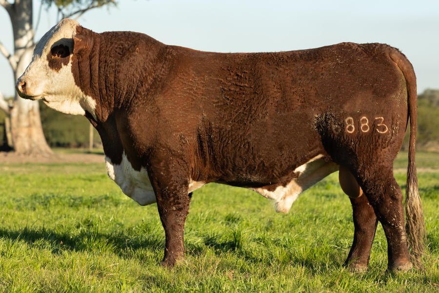 Lote Toros señal 22