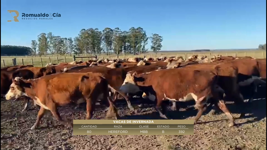 Lote 80 Vacas de Invernada HEREFORD a remate en 6º Expo Nacional Hereford 392kg -  en MANSAVILLAGRA