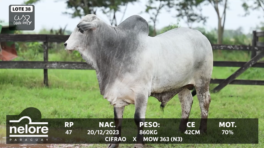 Lote LOTE 38