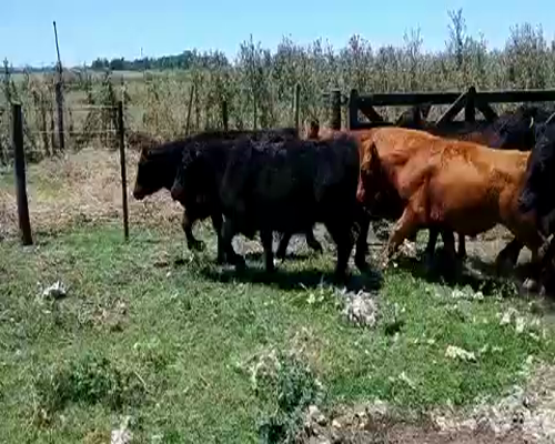 Lote 14 Novillitos en Brandsen, Buenos Aires