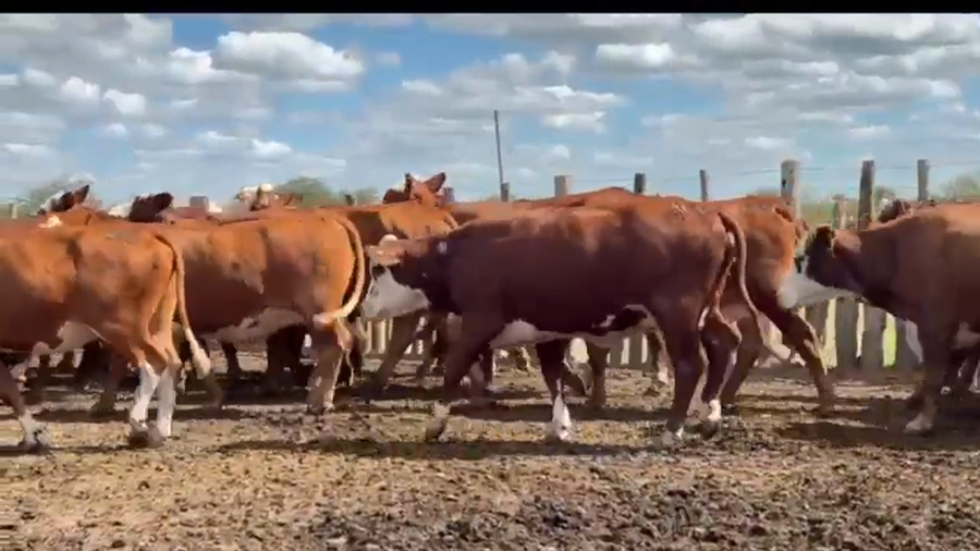 Lote 35 Vacas nuevas Preñadas