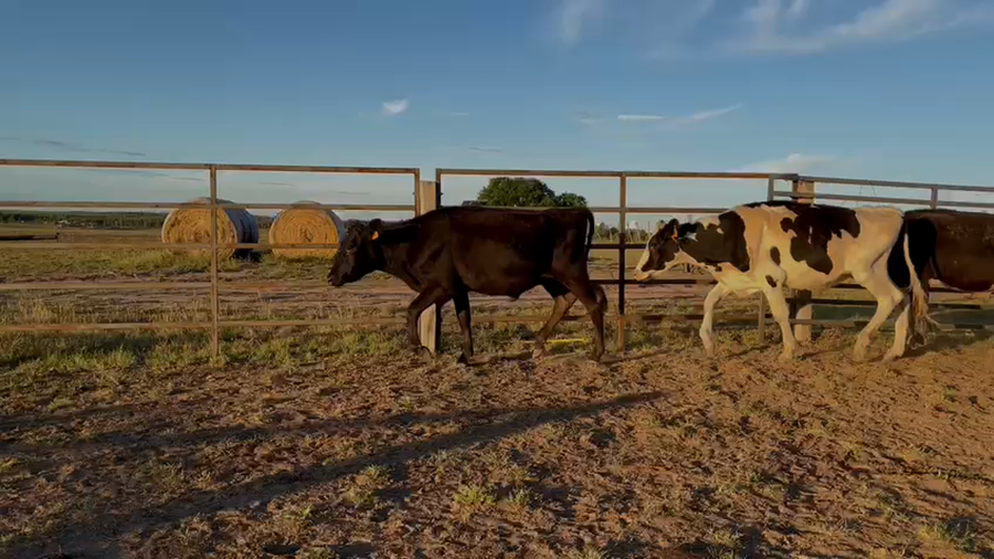Lote NOVILLOS 1 a 2 AÑOS