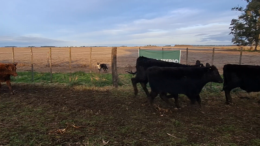 Lote 57 Terneros en Suipacha