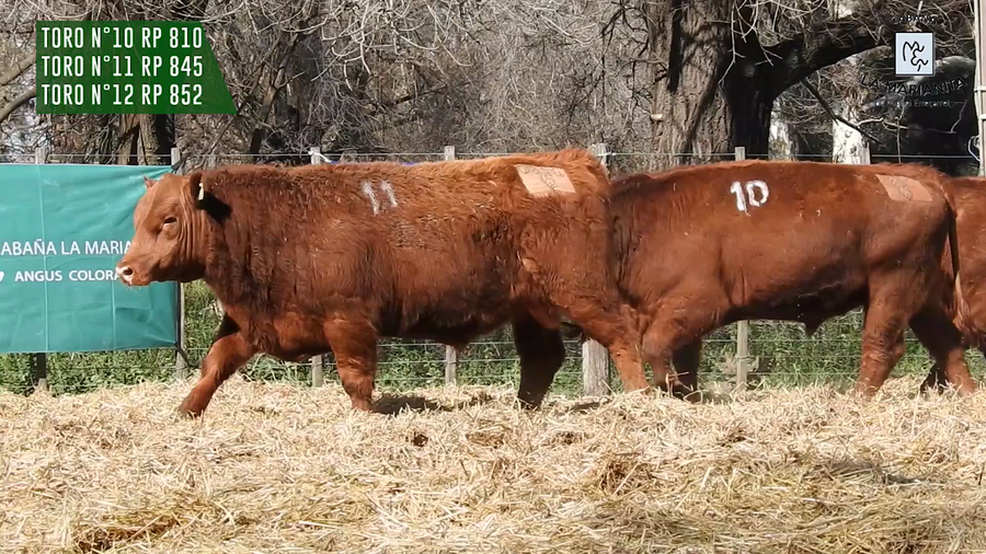 Lote "Cabaña ""La Marianita"" Toros Angus PC"