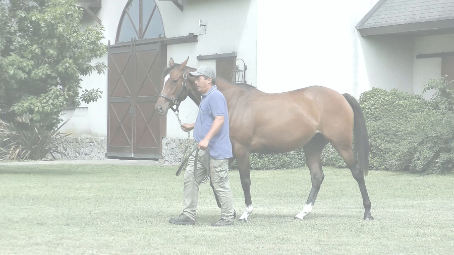 Lote CHRISTINA’S RIDE (RERIDE -  ITALIAN COAST)