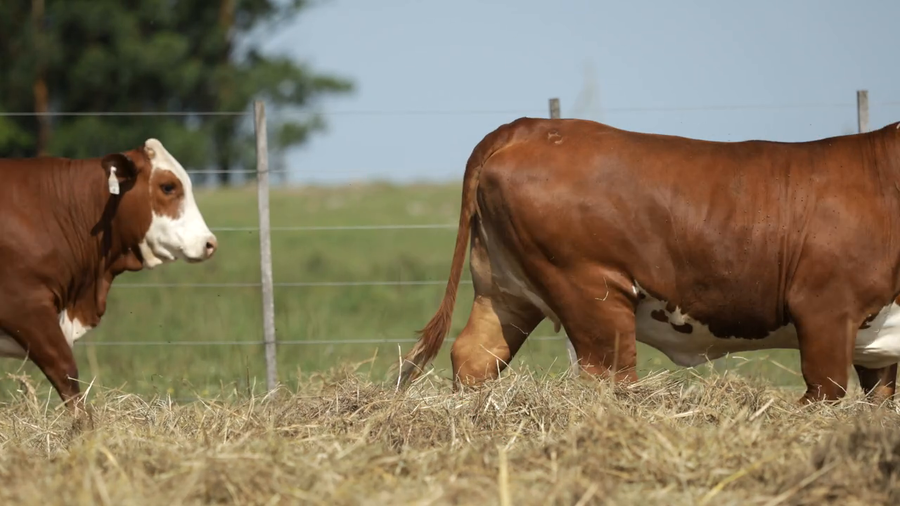 Lote Vaquilla Preñada