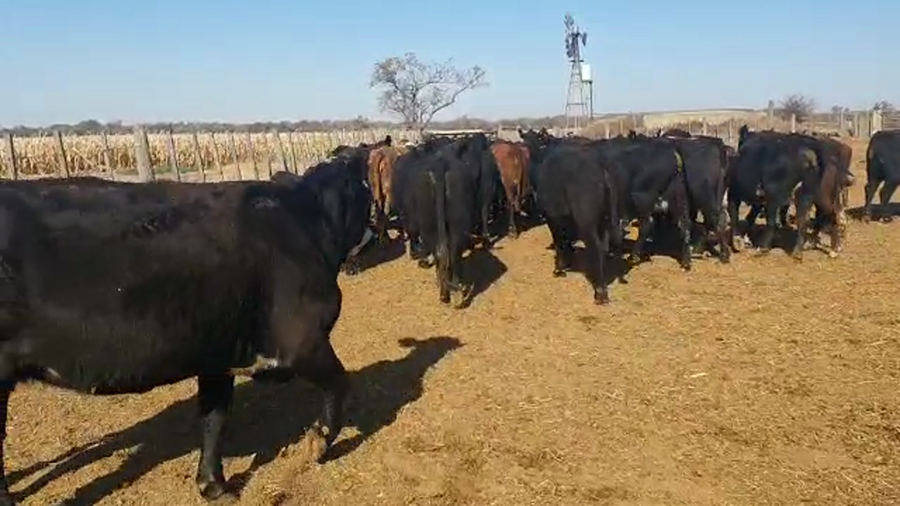 Lote 47 Vacas Brford y Brangus en Cintra, Córdoba