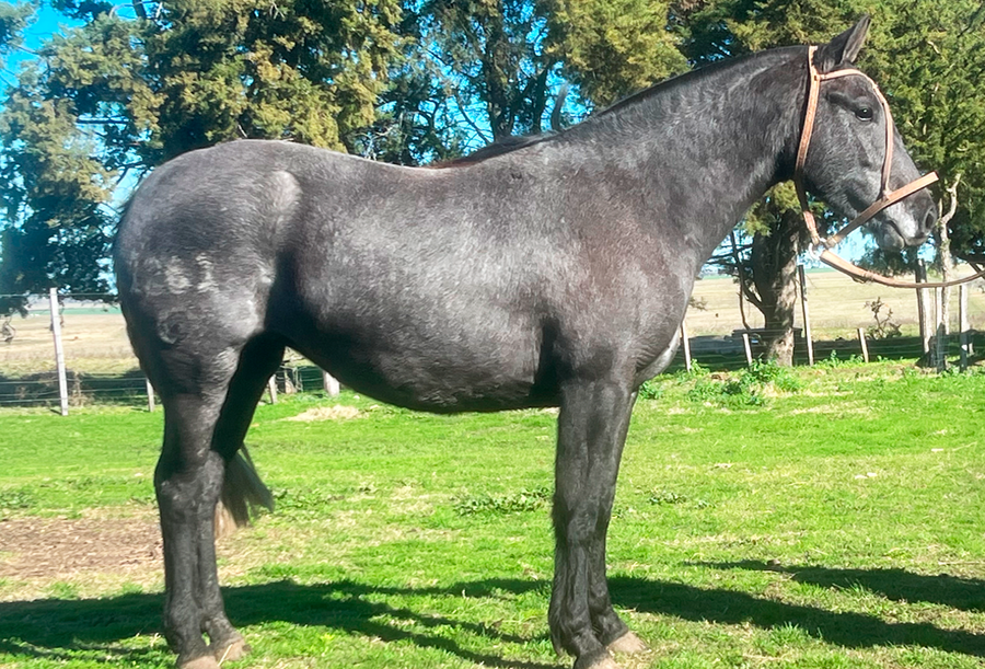 Lote ESCARLATA RUMBEADORA