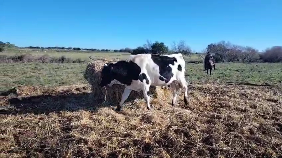 Lote Terneros a remate en Pantalla Aniversario - Escritorio Camy, San José