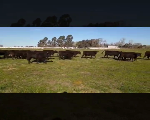 Lote 30 Vaquillonas C/ gtia de preñez en Saladillo, Buenos Aires