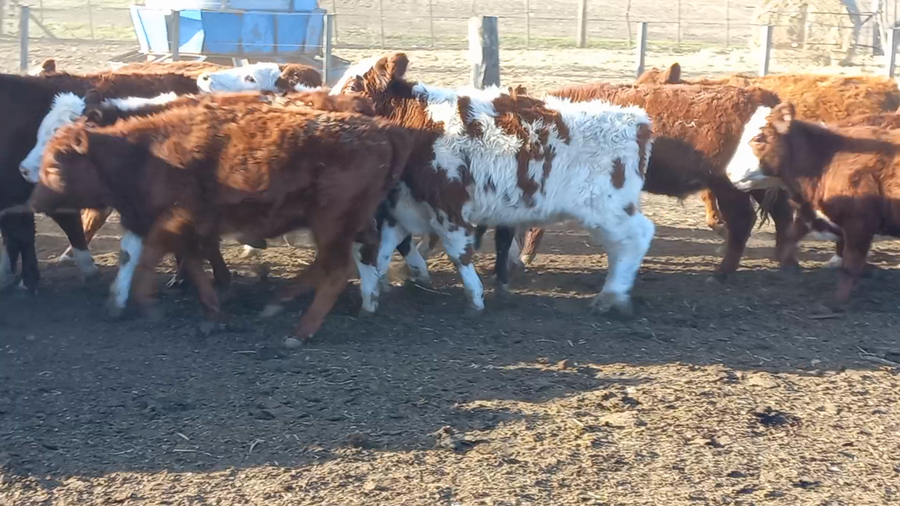 Lote 65 Terneros/as en Chillar, Buenos Aires