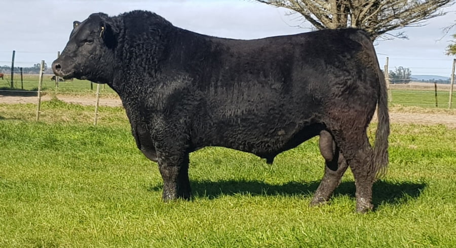 Lote TORO PP ANGUS "INAMBÚ"