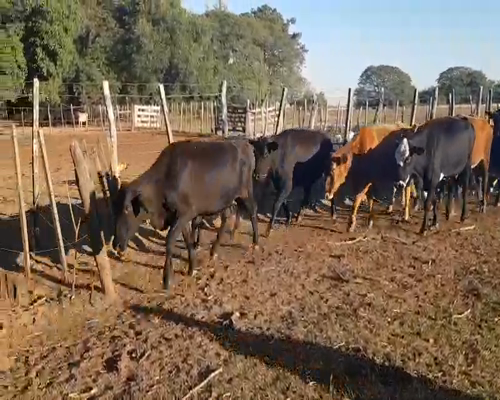 Lote 30 Vacas de invernar en Mburucuyá, Corrientes