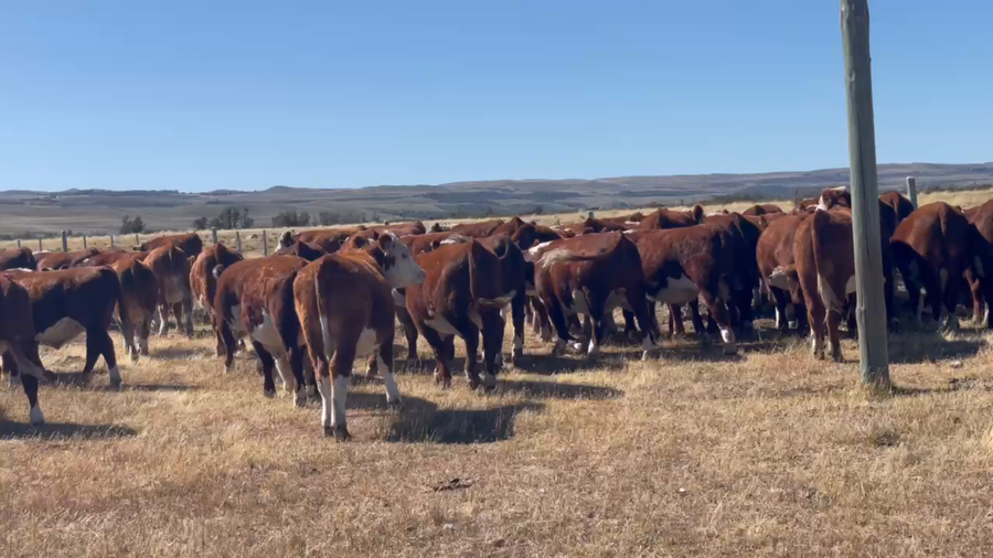 Lote 40 Novillo Gordo en XI Región Aysén, Coyhaique