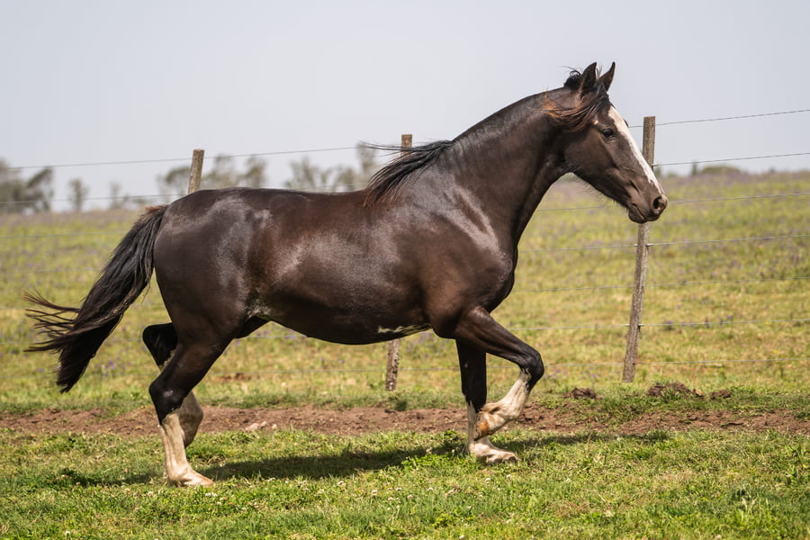 Lote MANOSANTA PANDORA