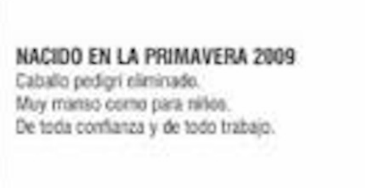 Lote CABALLO PEDIGREE - RP 55