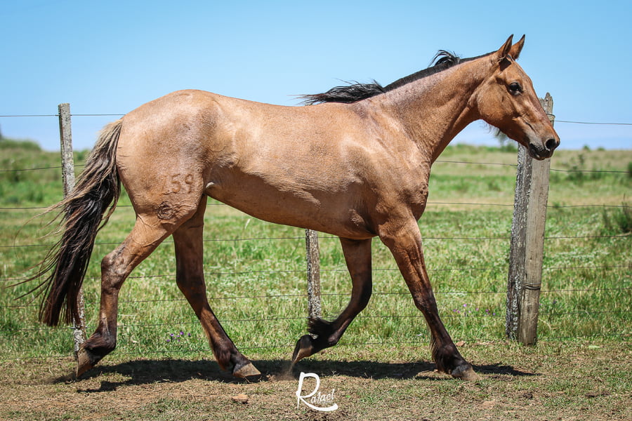 Lote Dora Don Salvador