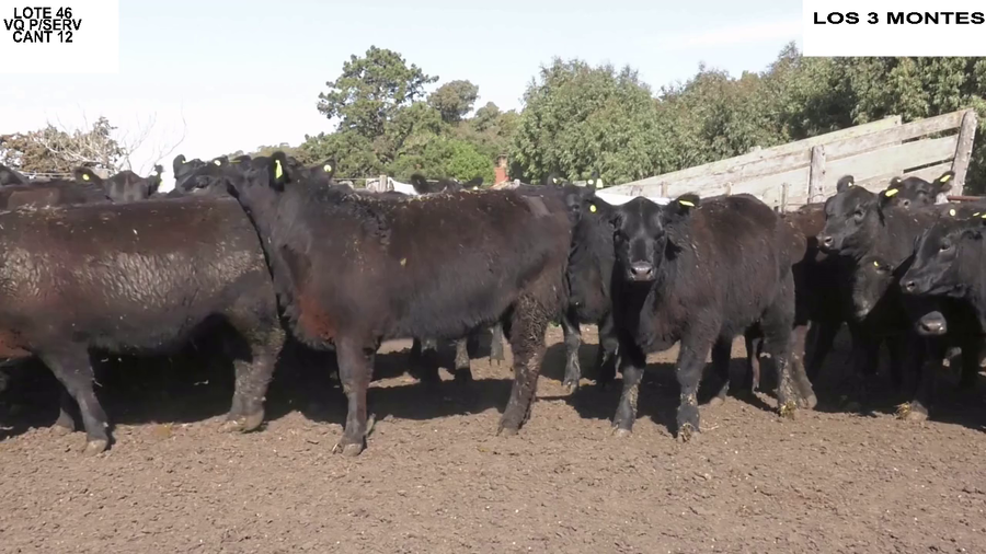 Lote VAQUILLONAS PARA SERVICIO EST. LOS 3 MONTES DE GARCIA COLOMBINI