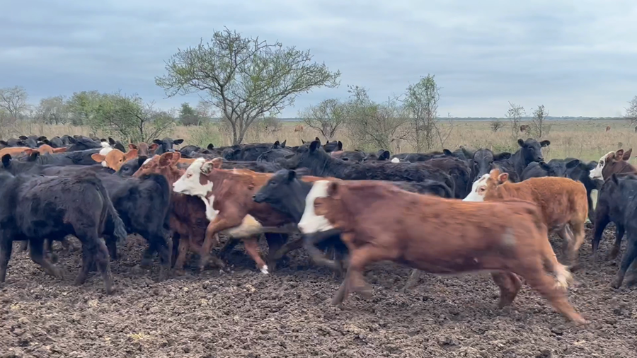 Lote 110 Terneras