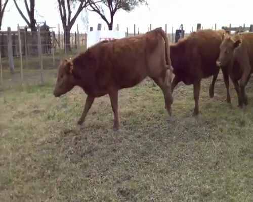 Lote 190 vaquillonas para entorar - Vicuña Mackenna Pcia Cordoba