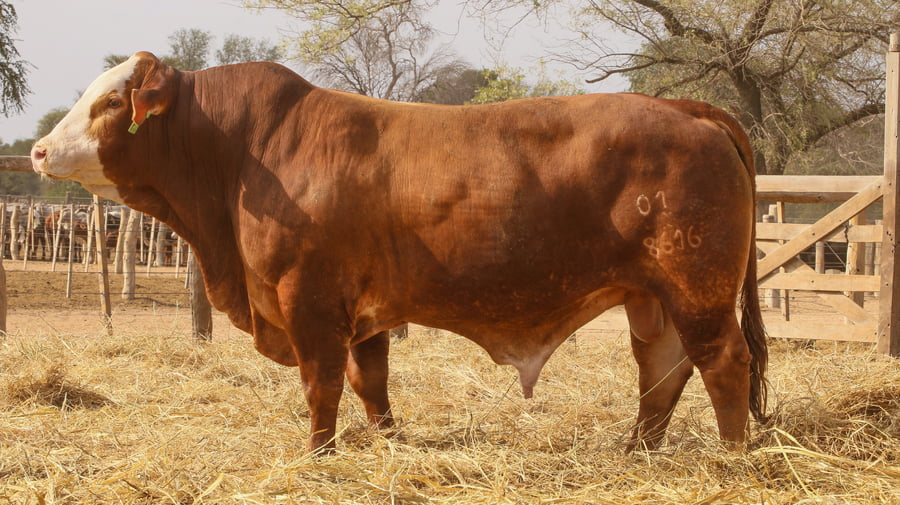 Lote LOTE 26