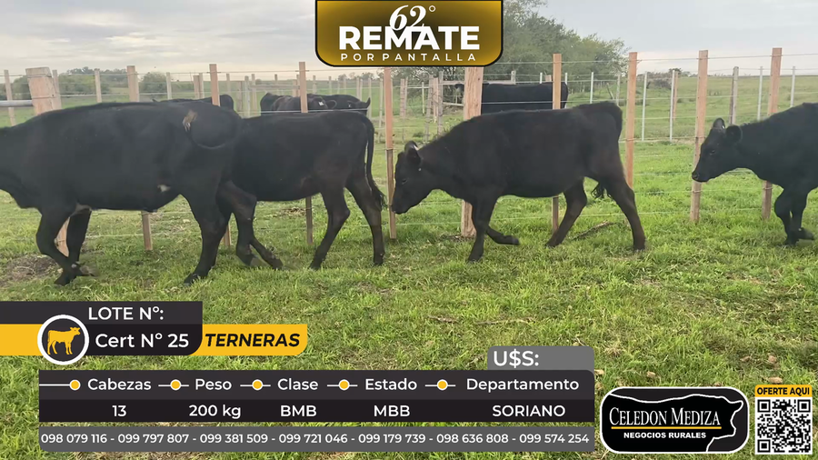 Lote 13 Terneras en Colonia Berger, a 4 km de Cardona, Soriano