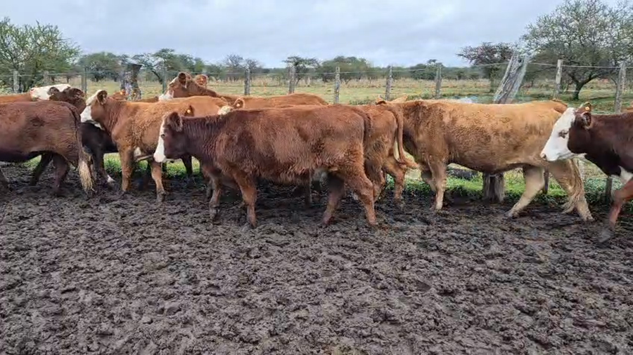 Lote 112 Vaquillonas en Corrientes, Curuzu Cuatia