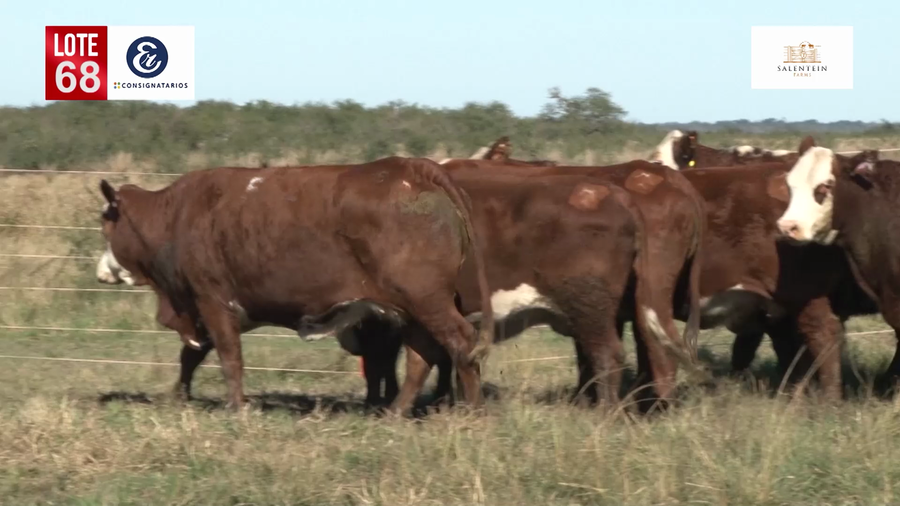 Lote Vacas Braford Generales-S´16/17/18 Parición Octubre/Noviembre 2022