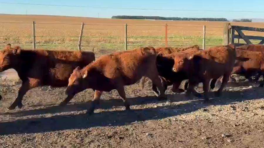 Lote 90 Terneras en Buenos Aires, Tandil