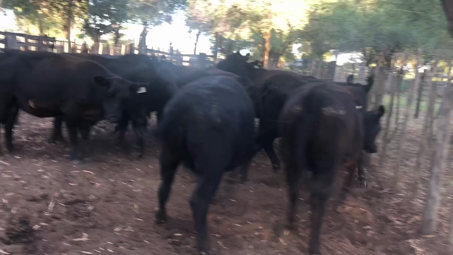 Lote 11 Vaquillonas C/ gtia de preñez en Daireaux, Buenos Aires
