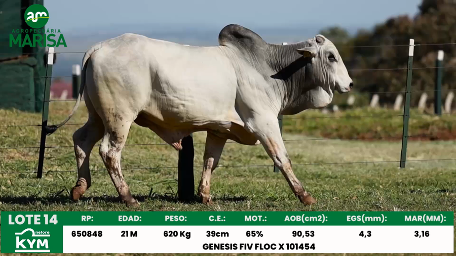 Lote Lote 14