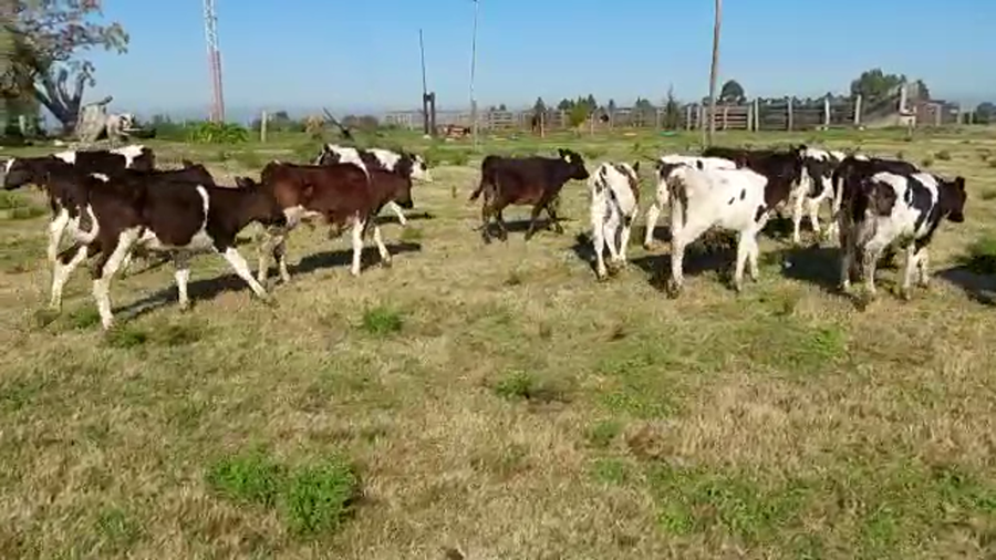 Lote 15 Terneros HOLANDO a remate en PANTALLA CAMY 100kg - , San José