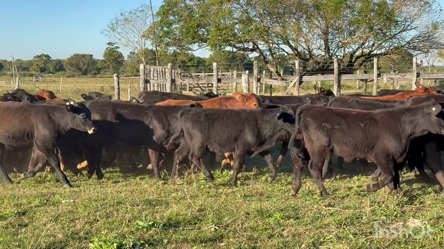 Lote 112 Terneros en Corrientes, San Cosme