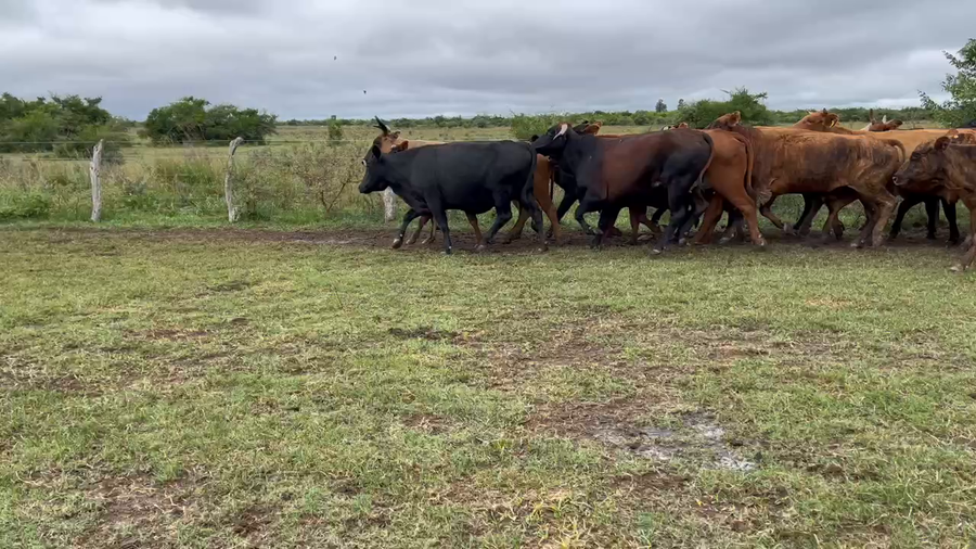 Lote 38 Vacas de invernar en Bella Vista, Corrientes