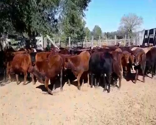 Lote 100 Terneros en Gral. San Martín, Chaco