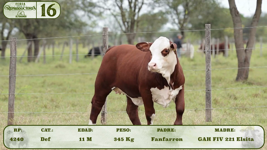 Lote LOTE 16