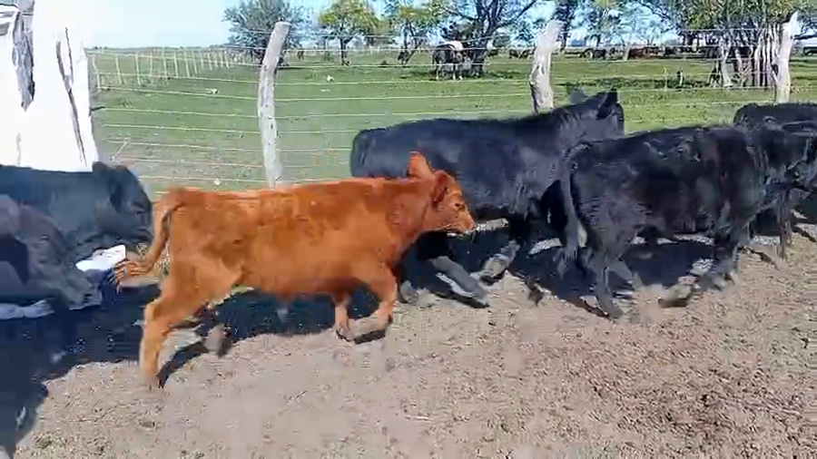 Lote 55 Terneros/as en Entre Ríos, Villa Elisa