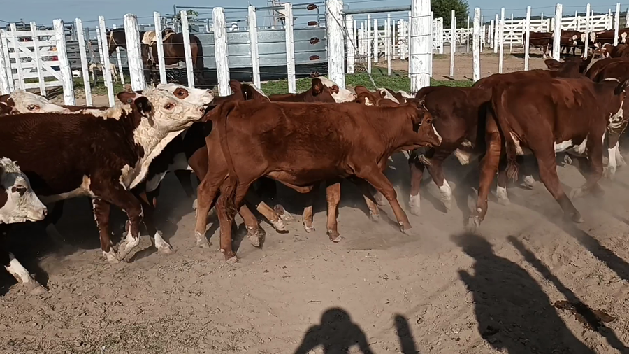 Lote 50 Terneras en Santa Fe, Las Palmeras