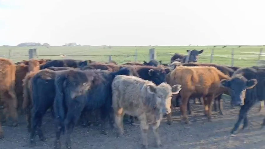 Lote 71 Terneros en Chillar