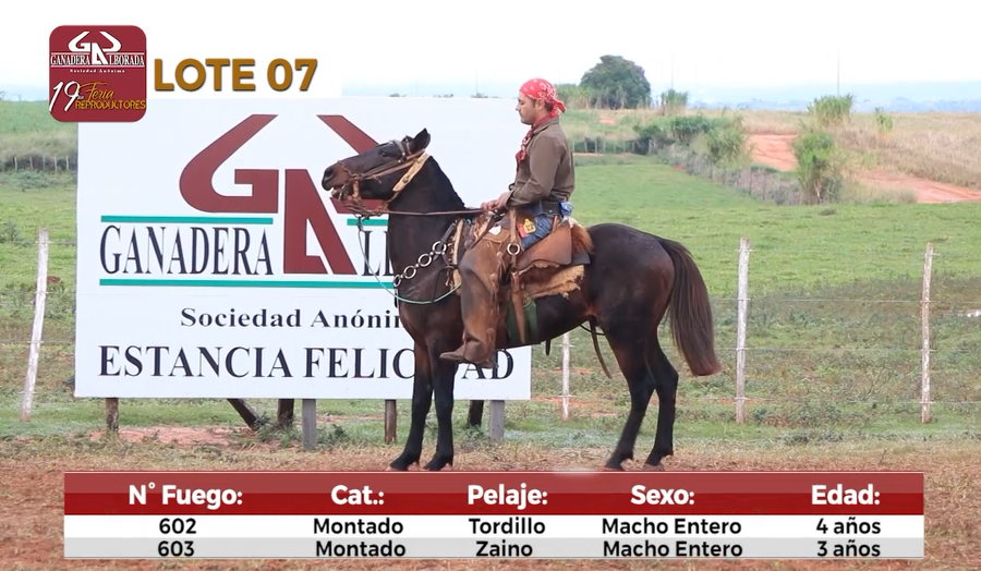 Lote Reproductores de Alborada - Lote 7