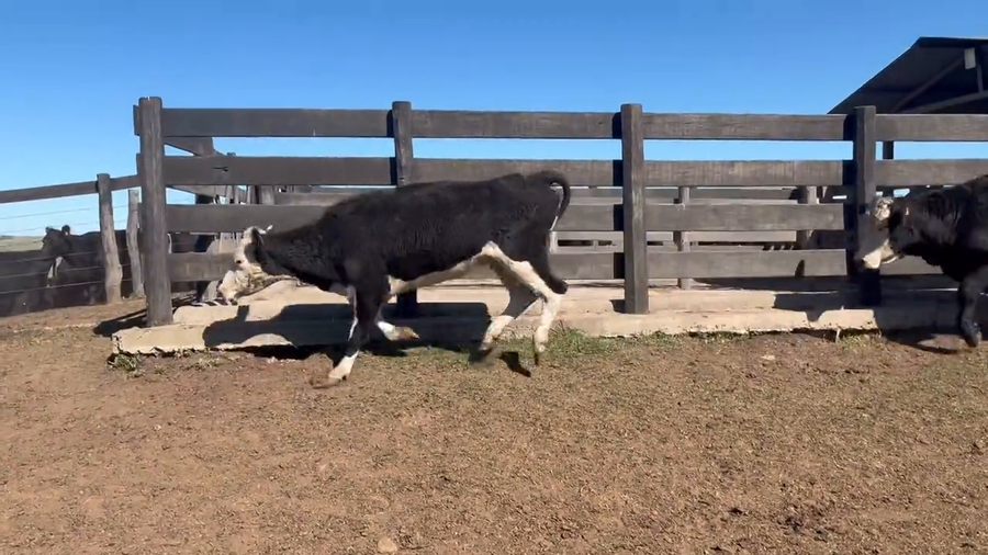 Lote Vacas de invernada