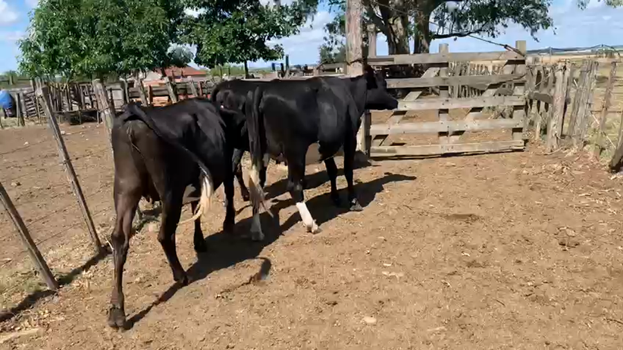 Lote 3 Vaquillonas Holando y Cruza