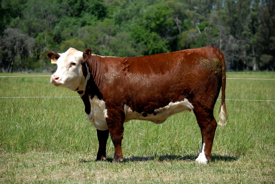 Lote TERNERAS PURAS DE PEDIGREE POLLED HEREFORD