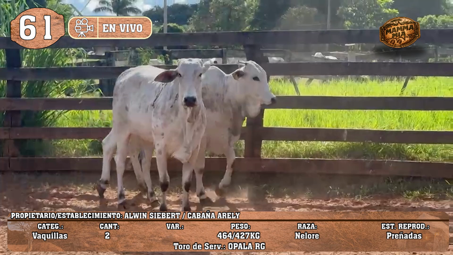 Lote LOTE 61 -EN VIVO