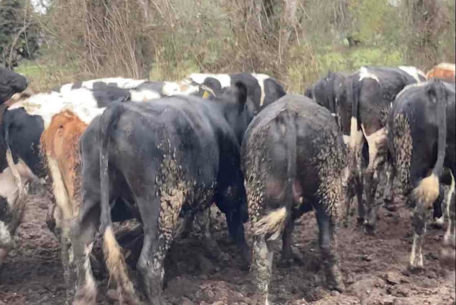 Lote 45 Novillo Gordo en Río Bueno, XIV Región Los Ríos