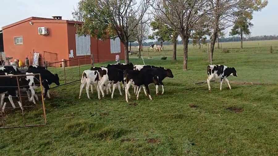 Lote 18 Terneros