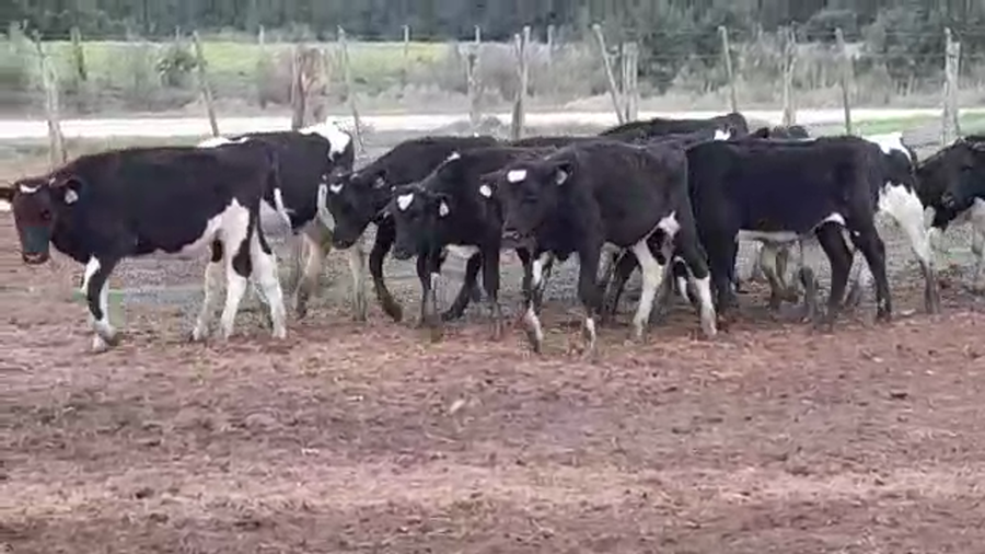 Lote TERNEROS HOLANDO