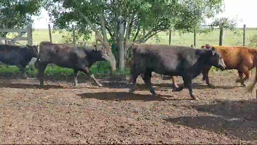 Lote 110 Terneros/as en Maipú, Buenos Aires