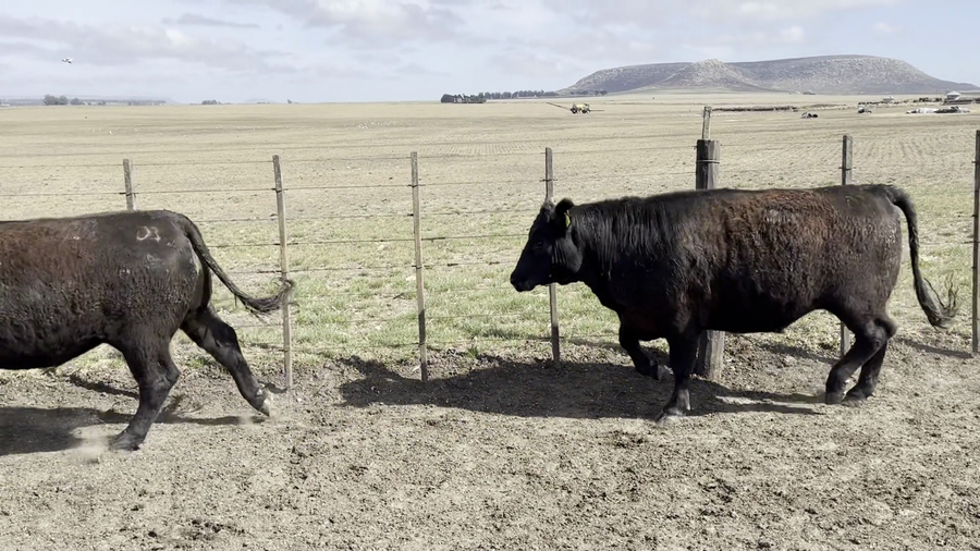 Lote 35 Novillos en Balcarce, Buenos Aires